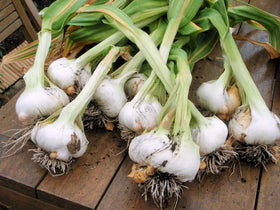 Ajo Japonais 259g, en cuisine avec d'autres ingrédients
