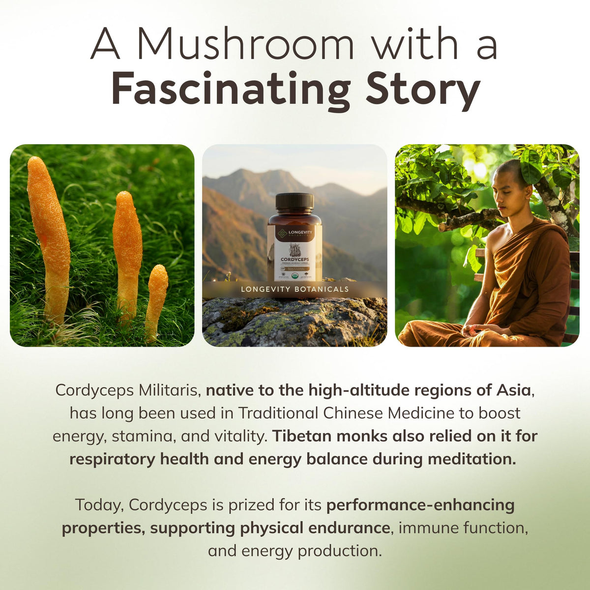 Ambiance santé avec les capsules de Cordyceps de Longevity Botanicals