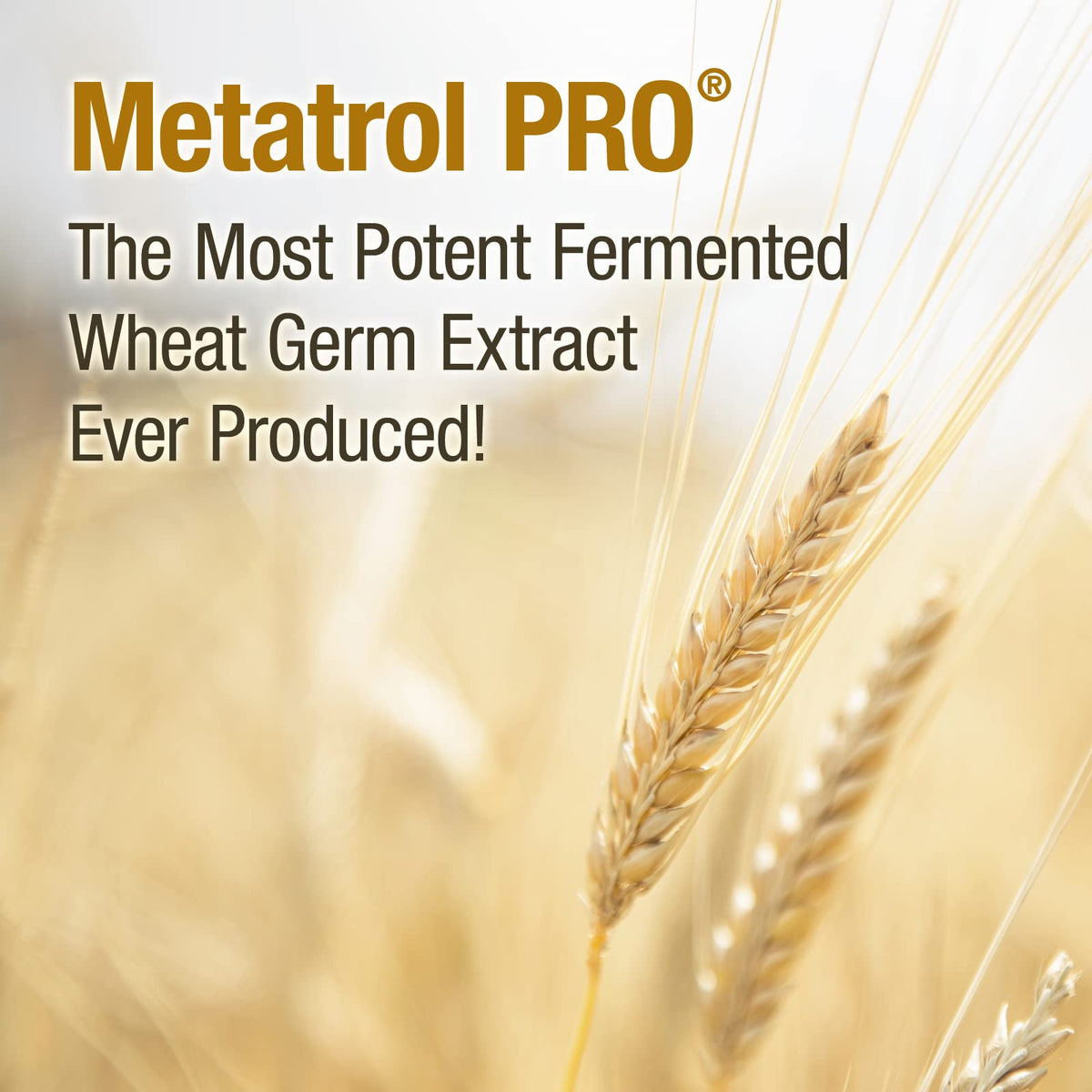 American BioSciences Metatrol PRO Extrait de Germes de Blé Fermenté sur une table