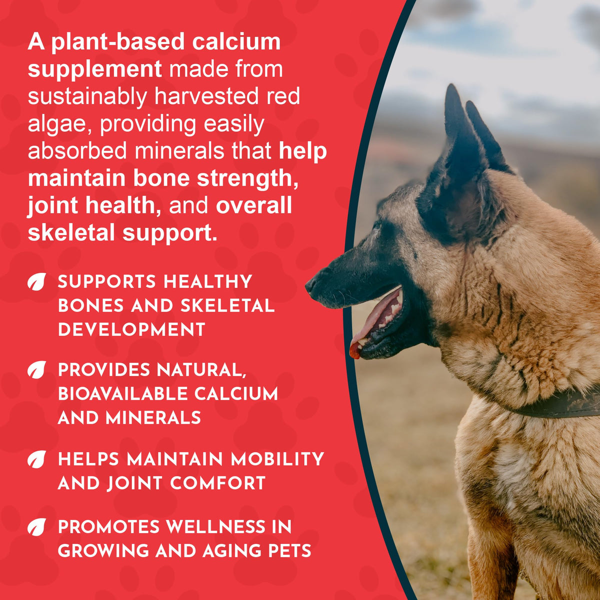 Animal Essentials Complément Alimentaire Calcium Algues 12 oz avec cuillère doseuse