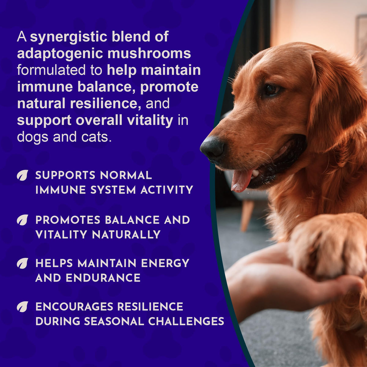 Animal Essentials Mycotriplex Champignon 60ml arrière