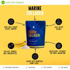 Antler Farms Poudre de Collagène Marin 12 oz en poudre sur une cuillère