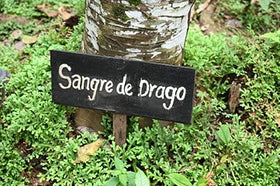 Application d'extrait de Sang du Dragon sur la peau