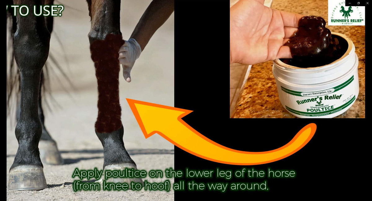 Application de la pâte RUNNER'S RELIEF sur un tendon de cheval