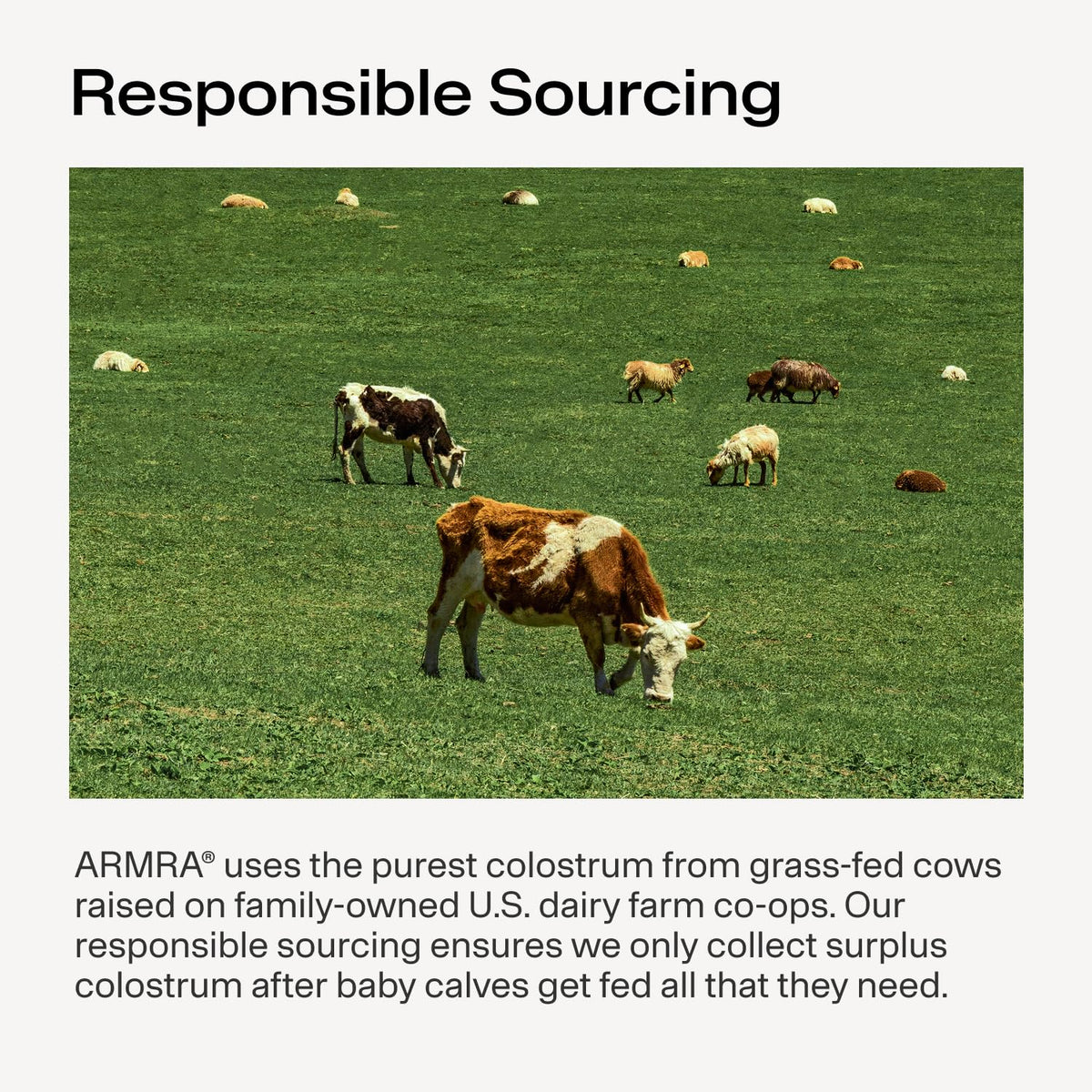 ARMRA Poudre de Colostrum en sachets avec ingrédients