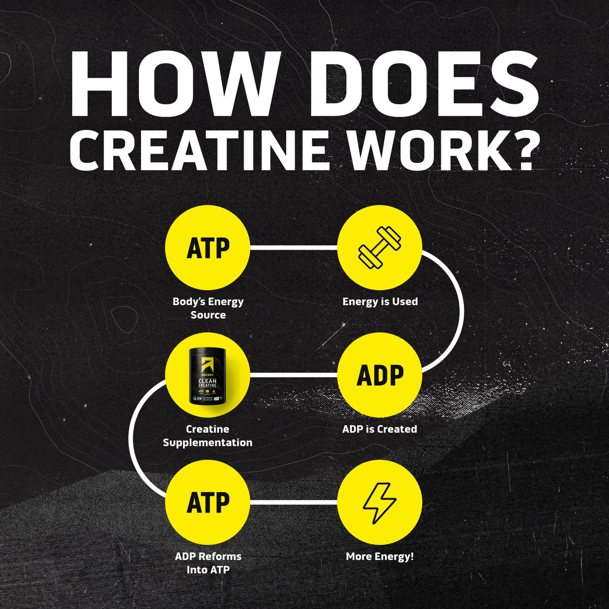 Ascent Clean Creatine Monohydrate 560g in a glass with water