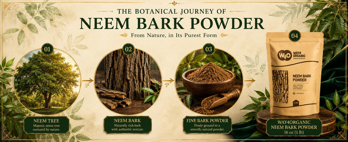 Aspect de la poudre d'écorce de neem dans un récipient