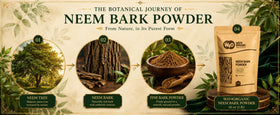 Aspect de la poudre d'écorce de neem dans un récipient