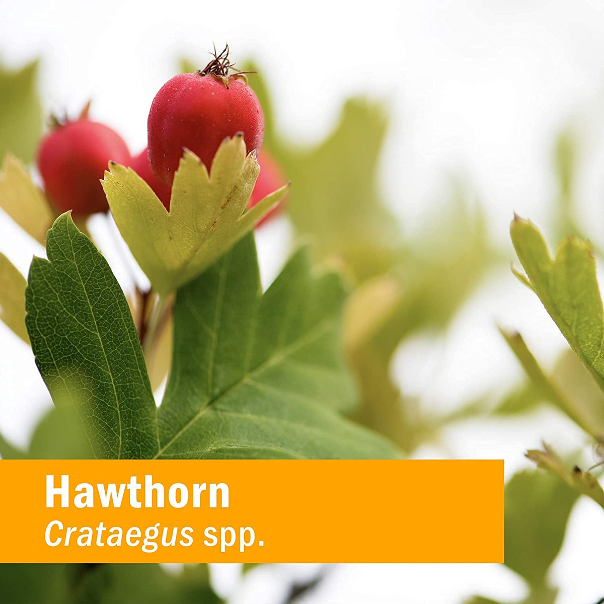 Aubépine Crataegus spp. utilisées pour l'extrait