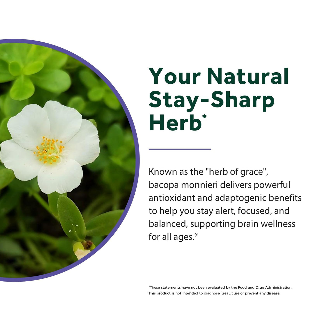 Bacopa Monnieri 500 mg en gros plan sur une main