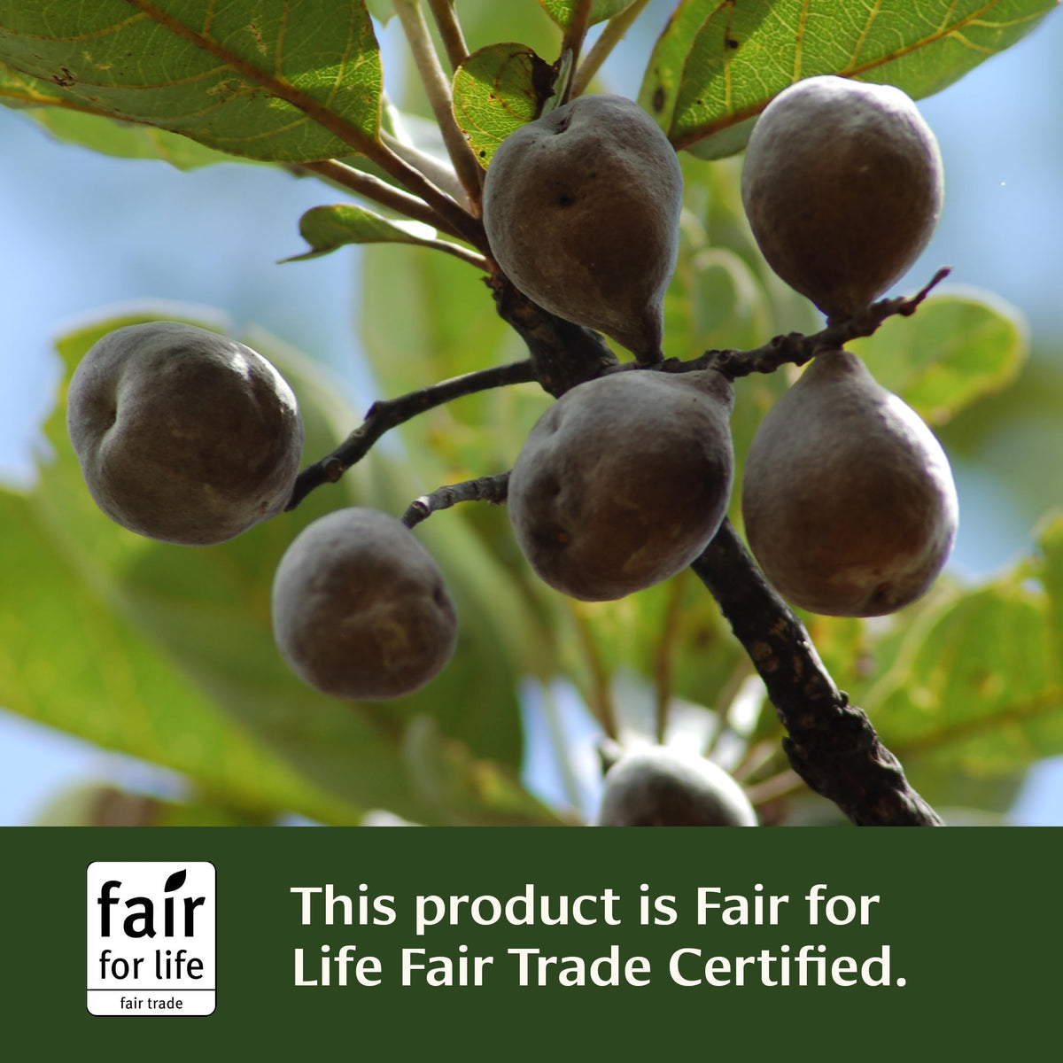 Banyan Botanicals Healthy Kapha comprimés avec ingrédients naturels