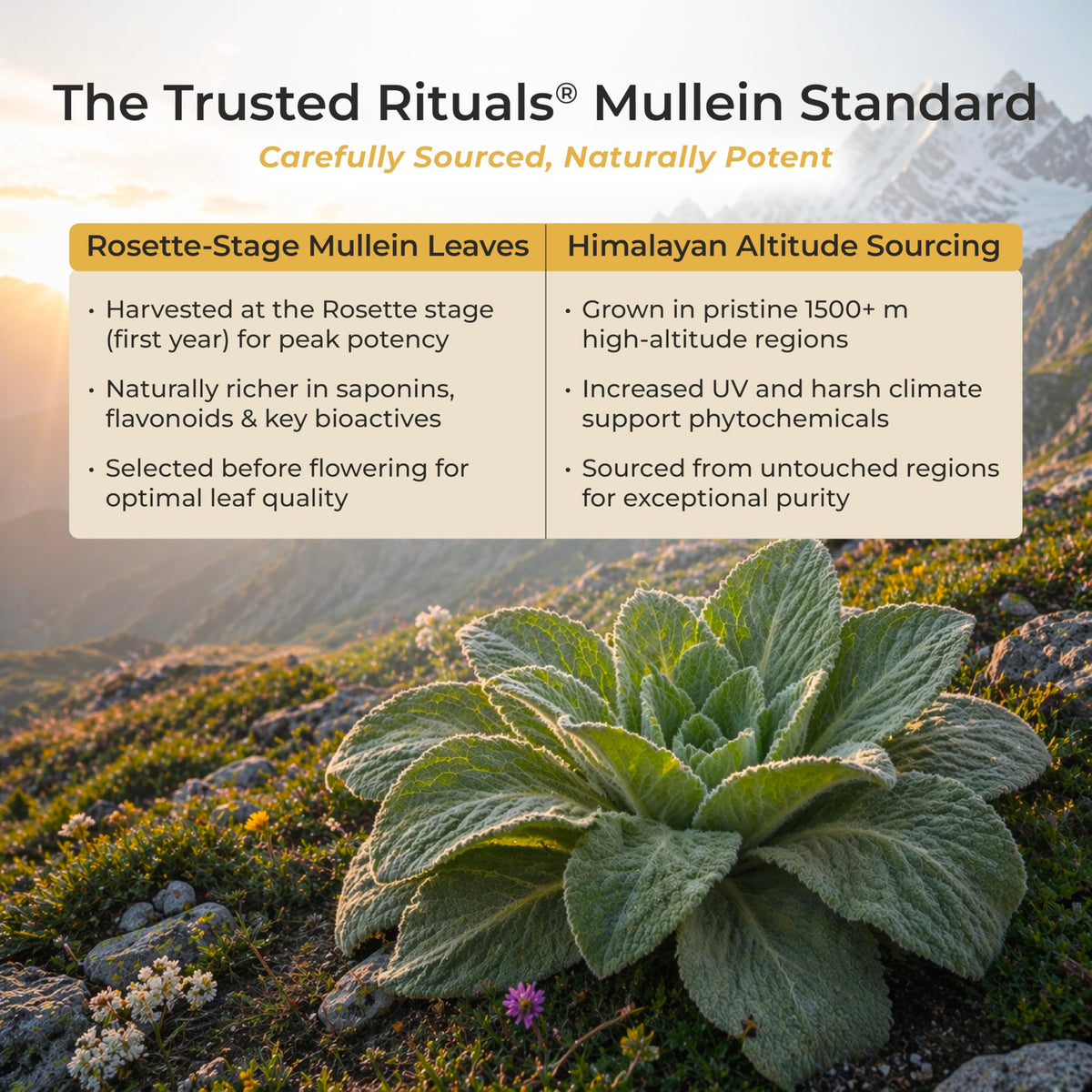 Bâtonnets de miel de mullein TRUSTED RITUALS dans une tasse de thé