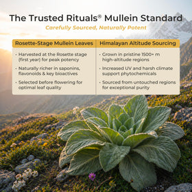 Bâtonnets de miel de mullein TRUSTED RITUALS dans une tasse de thé