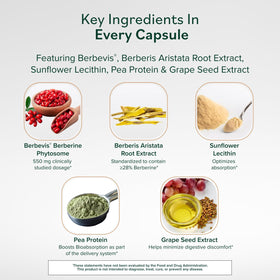 Berberine Phytosome 550 mg, gélules sur fond blanc