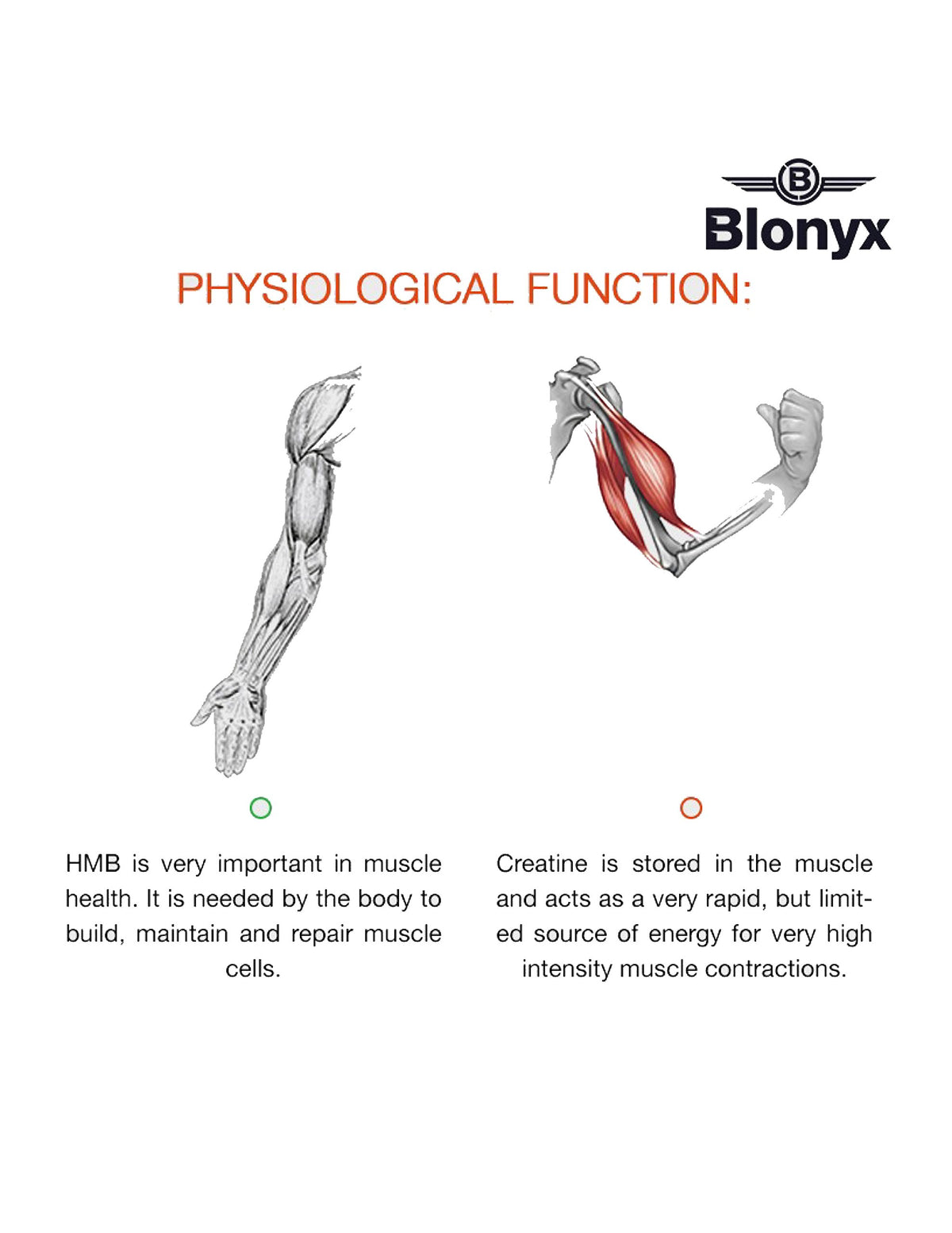 Blonyx HMB + Créatine vue de haut de l'emballage
