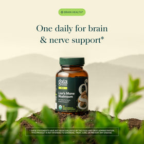 Boîte de Gaia Herbs Champignon Lion's Mane avec capsules à l'intérieur