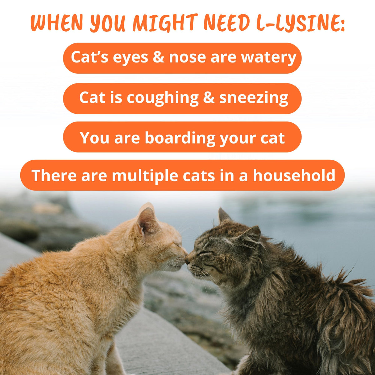 Boîte de L-Lysine pour Chats Under the Weather, 60 chews