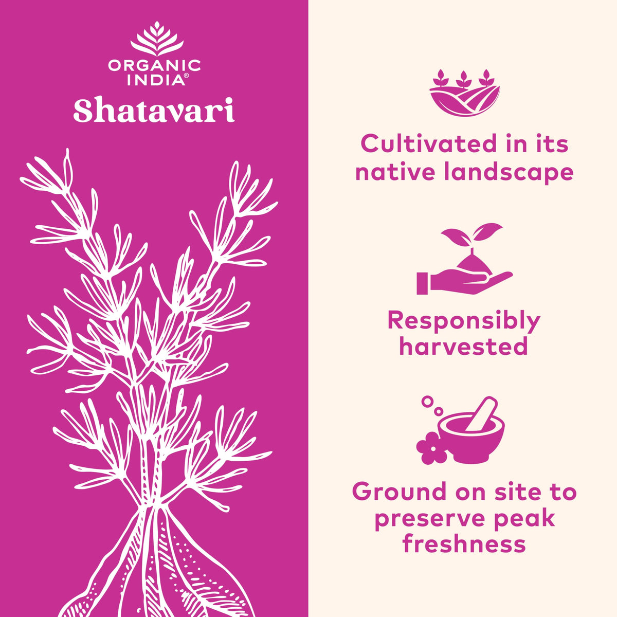 Boîte des capsules Shatavari ORGANIC INDIA avec étiquette