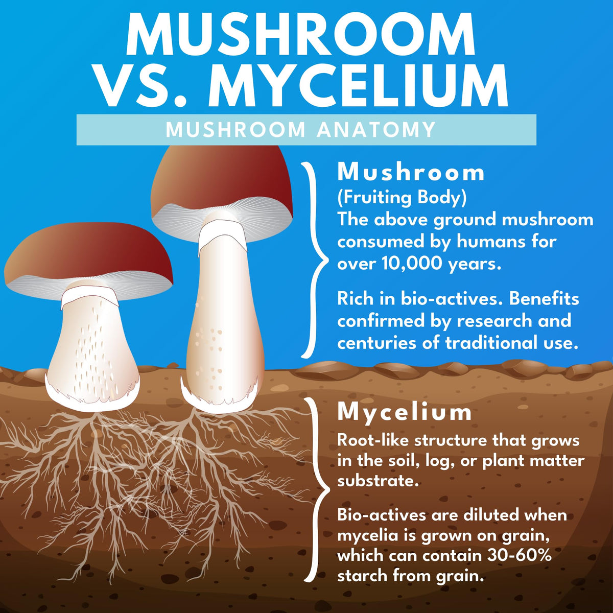 Bold Botanica Champignon Lion's Mane Bio gélules à côté d'une plante