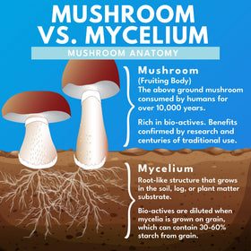 Bold Botanica Champignon Lion's Mane Bio gélules à côté d'une plante