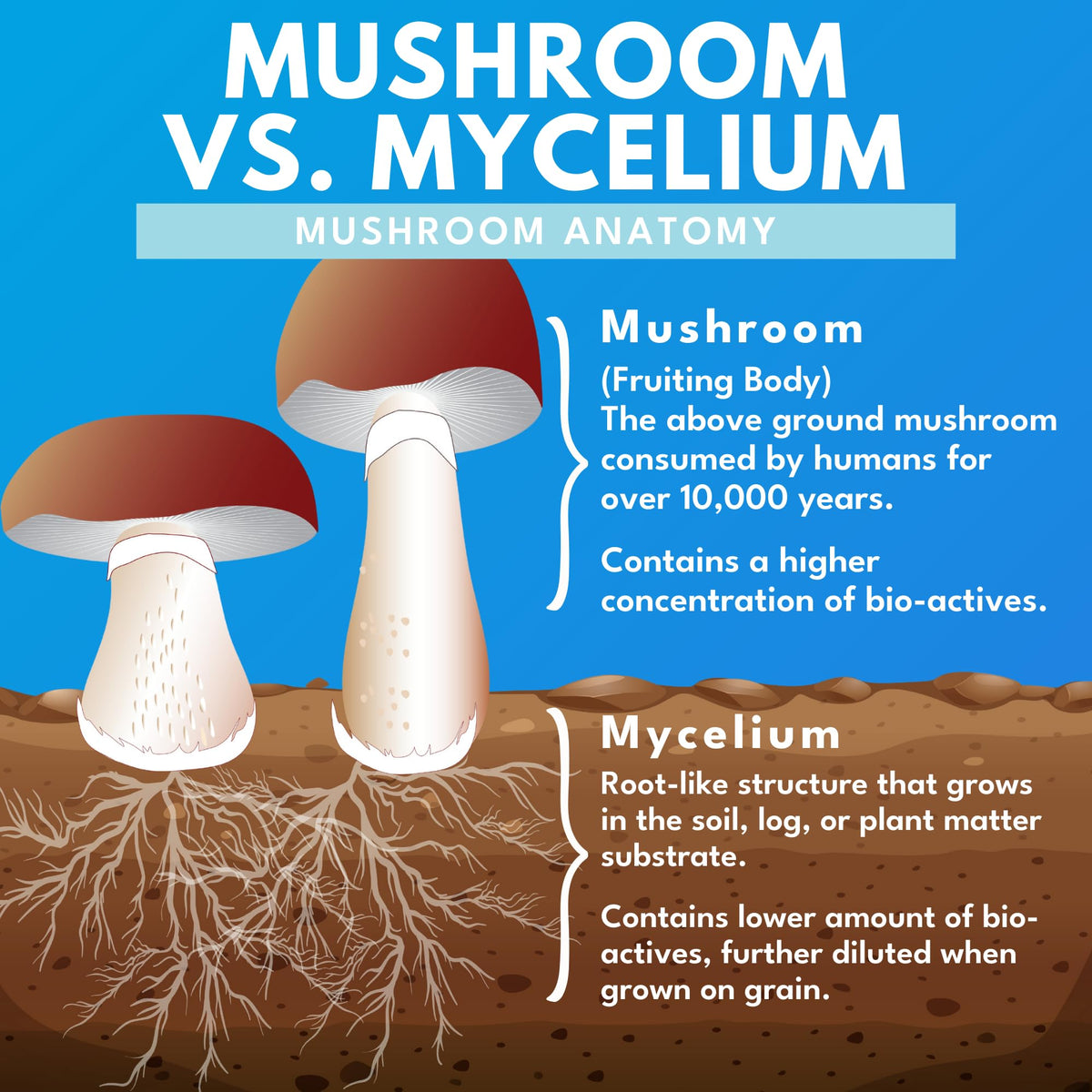 Bold Botanica Formule 7 Champignons vue de dos avec informations