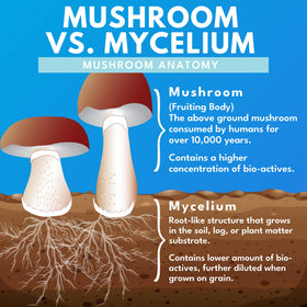 Bold Botanica Formule 7 Champignons vue de dos avec informations