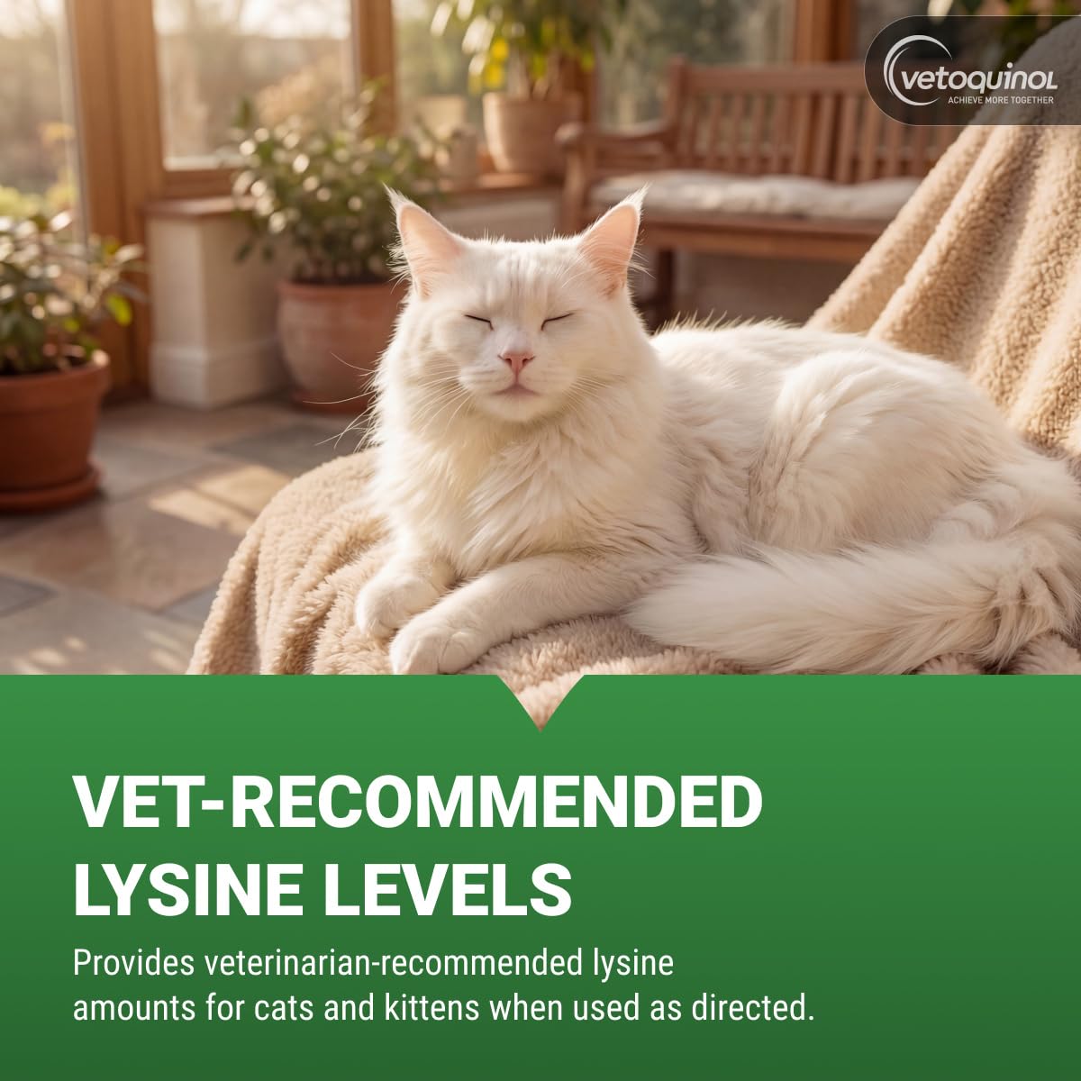 Bouchées de L-Lysine Enisyl-F à côté d'un chat
