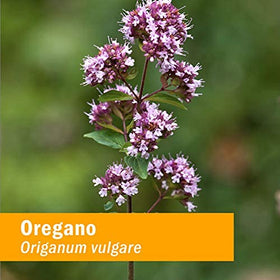 Bouteille d'extrait d'origan Herb Pharm avec gouttes visibles
