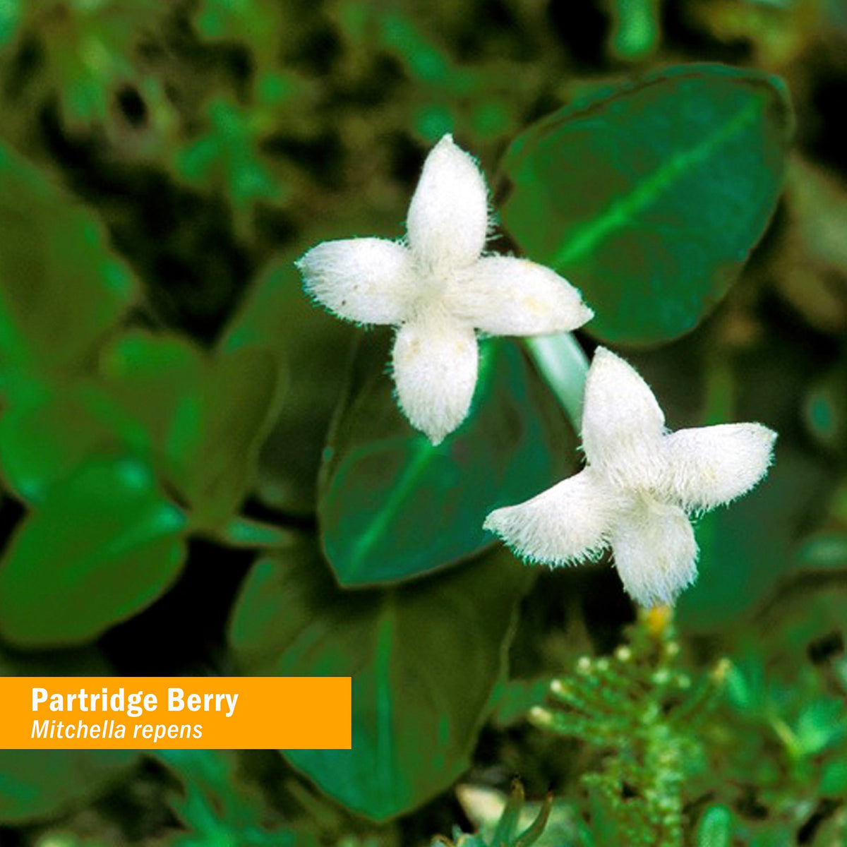 Bouteille d'extrait de baie de perdreau Herb Pharm avec étiquette