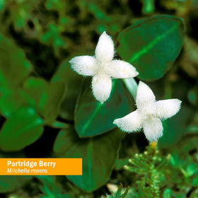 Bouteille d'extrait de baie de perdreau Herb Pharm avec étiquette