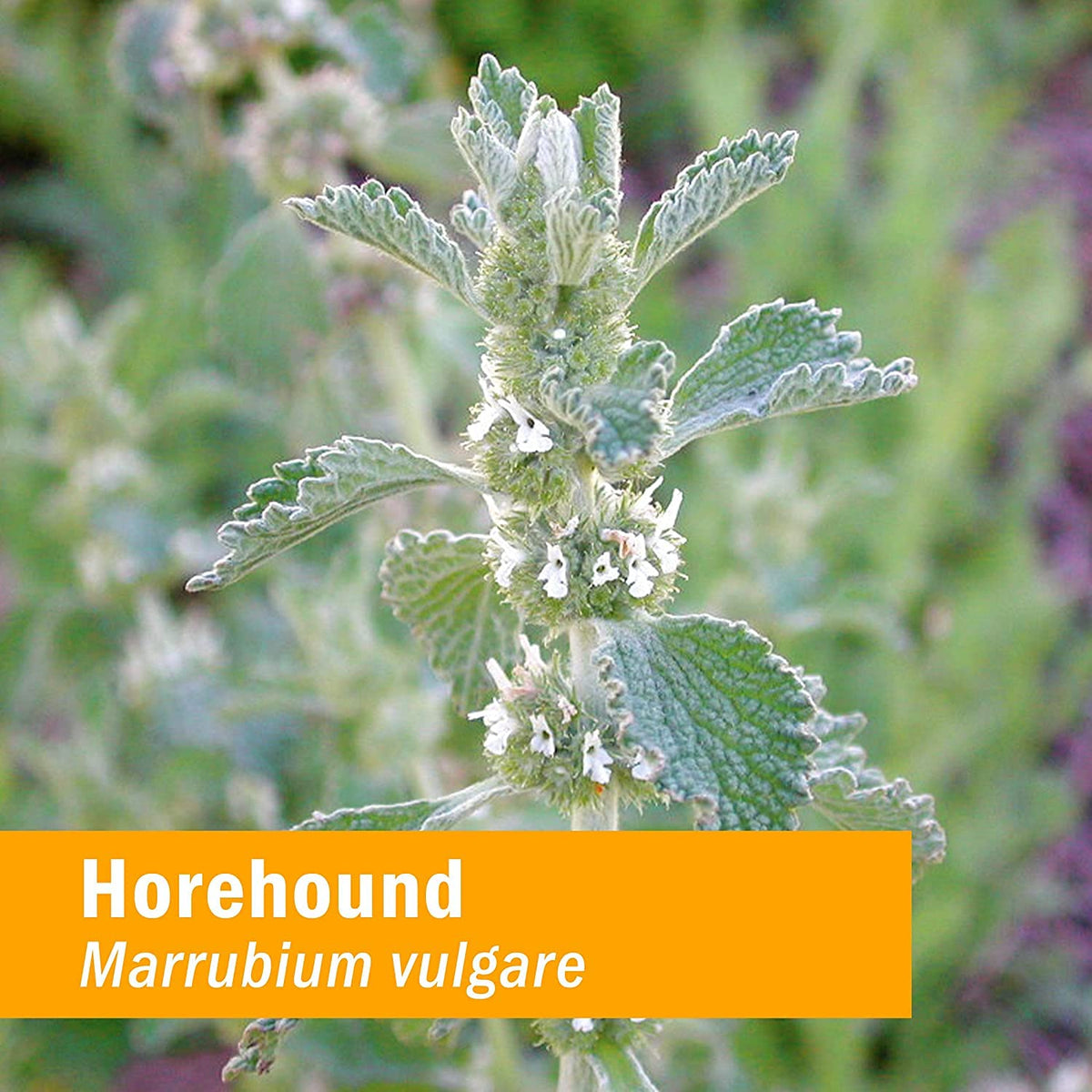 Bouteille d'extrait de Horehound Herb Pharm sur une table en bois