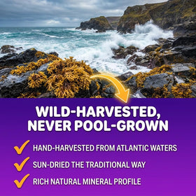 Bouteille de Gummies d'Irish Seamoss Sakoon nutrition ouverte, gummies à l'extérieur