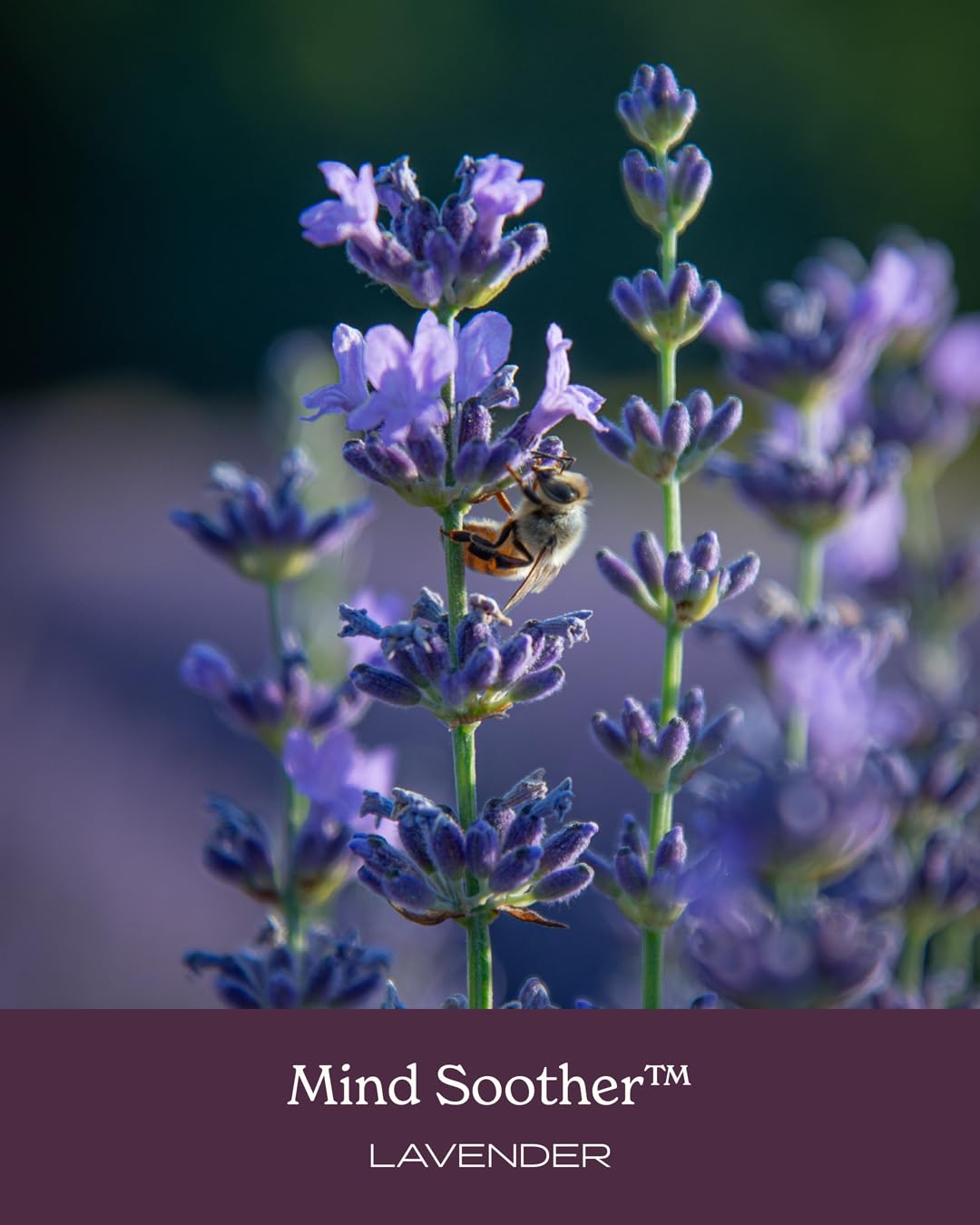 Bouteille de Herb Pharm Mind Soother Lavande avec un verre d'eau