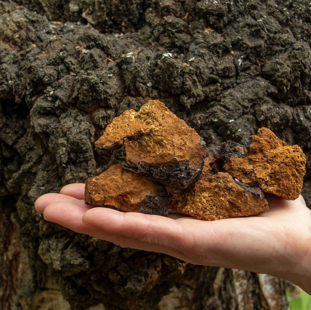 Bouteille de Teinture Chaga Bio avec étiquette visible