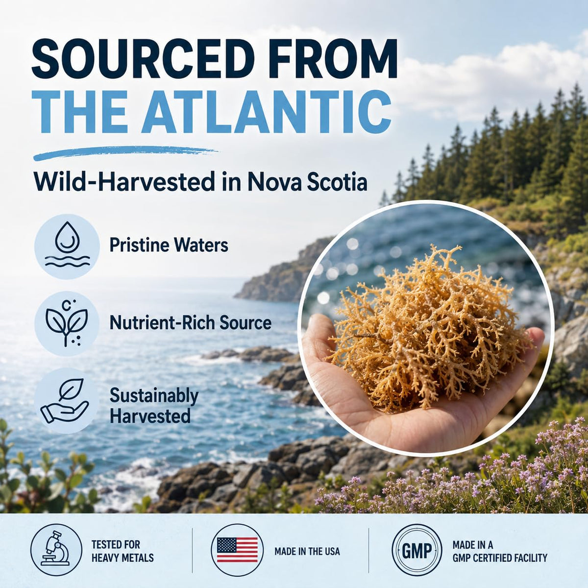 Bouteille des Capsules de Mousse de Mer Atlantic Naturals avec fond naturel