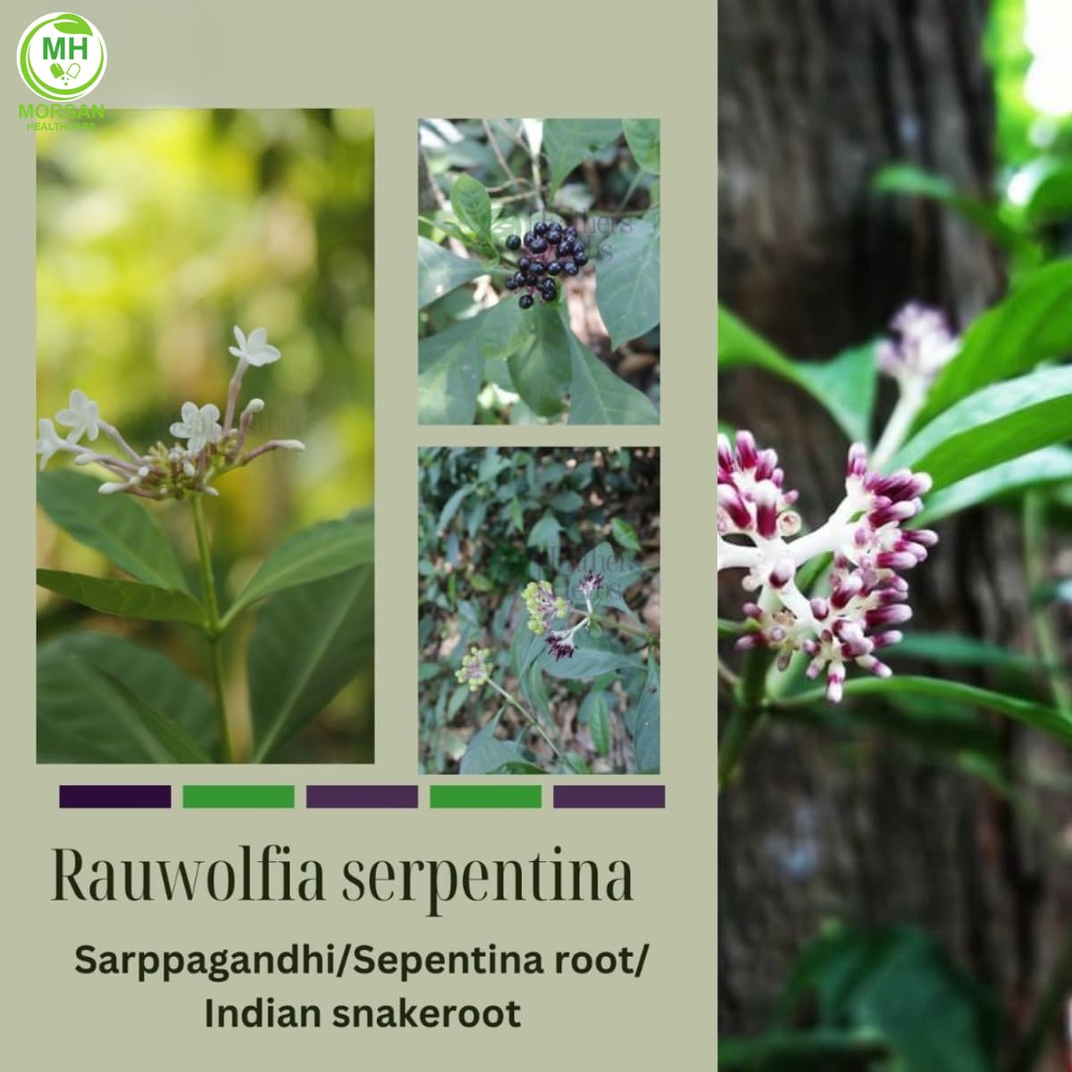 Bouteilles de Sarpgandha 500 mg sur une table