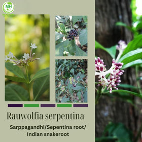 Bouteilles de Sarpgandha 500 mg sur une table