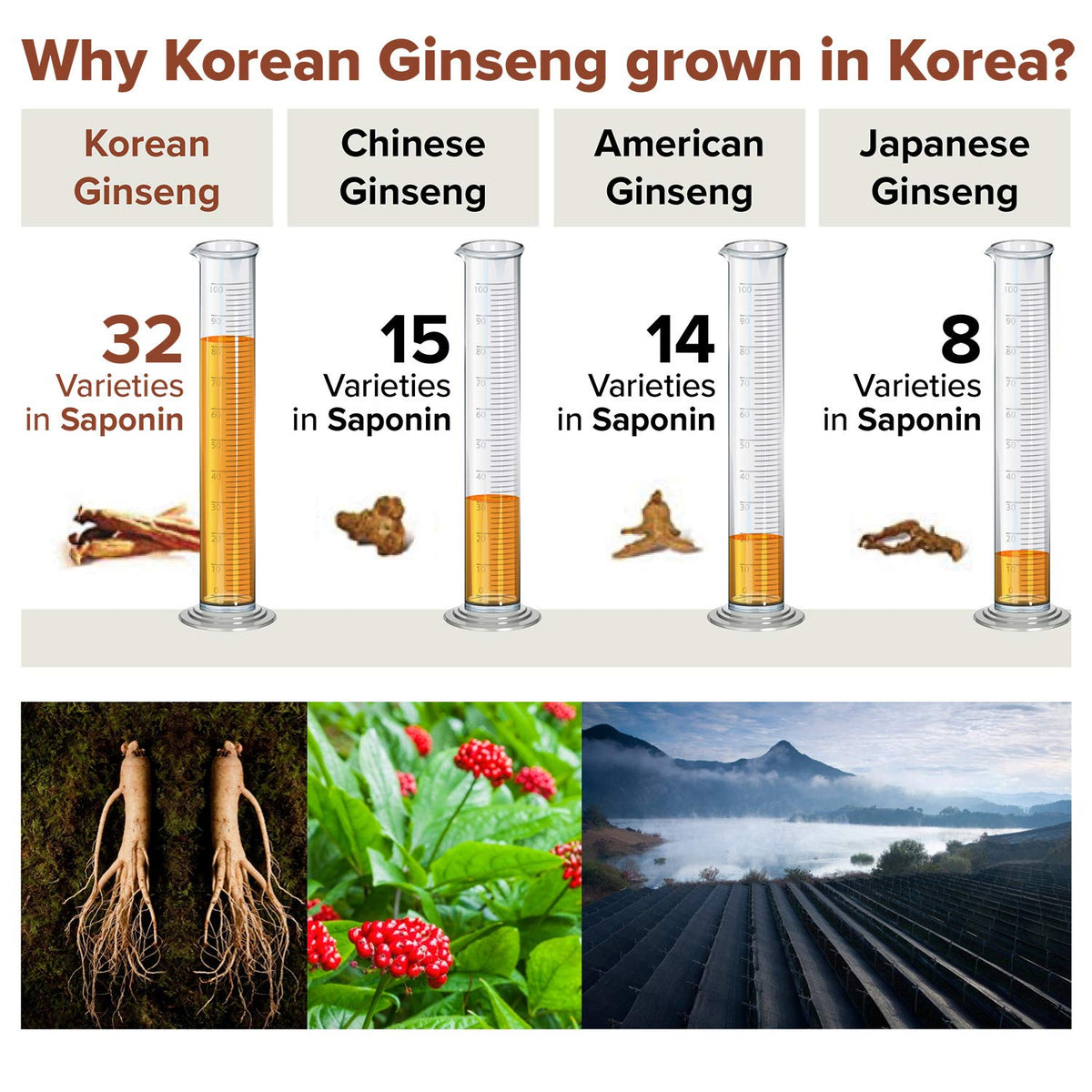 BTGIN Extrait de Ginseng Rouge Coréen en utilisation au bureau