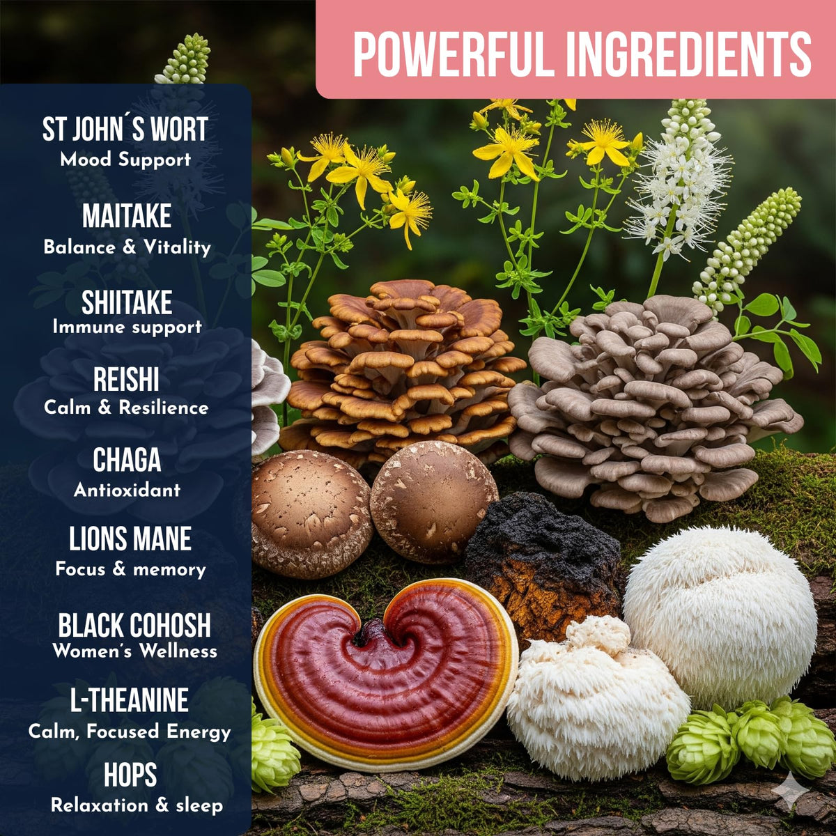 Café aux Champignons Ylva Blends en préparation glacée