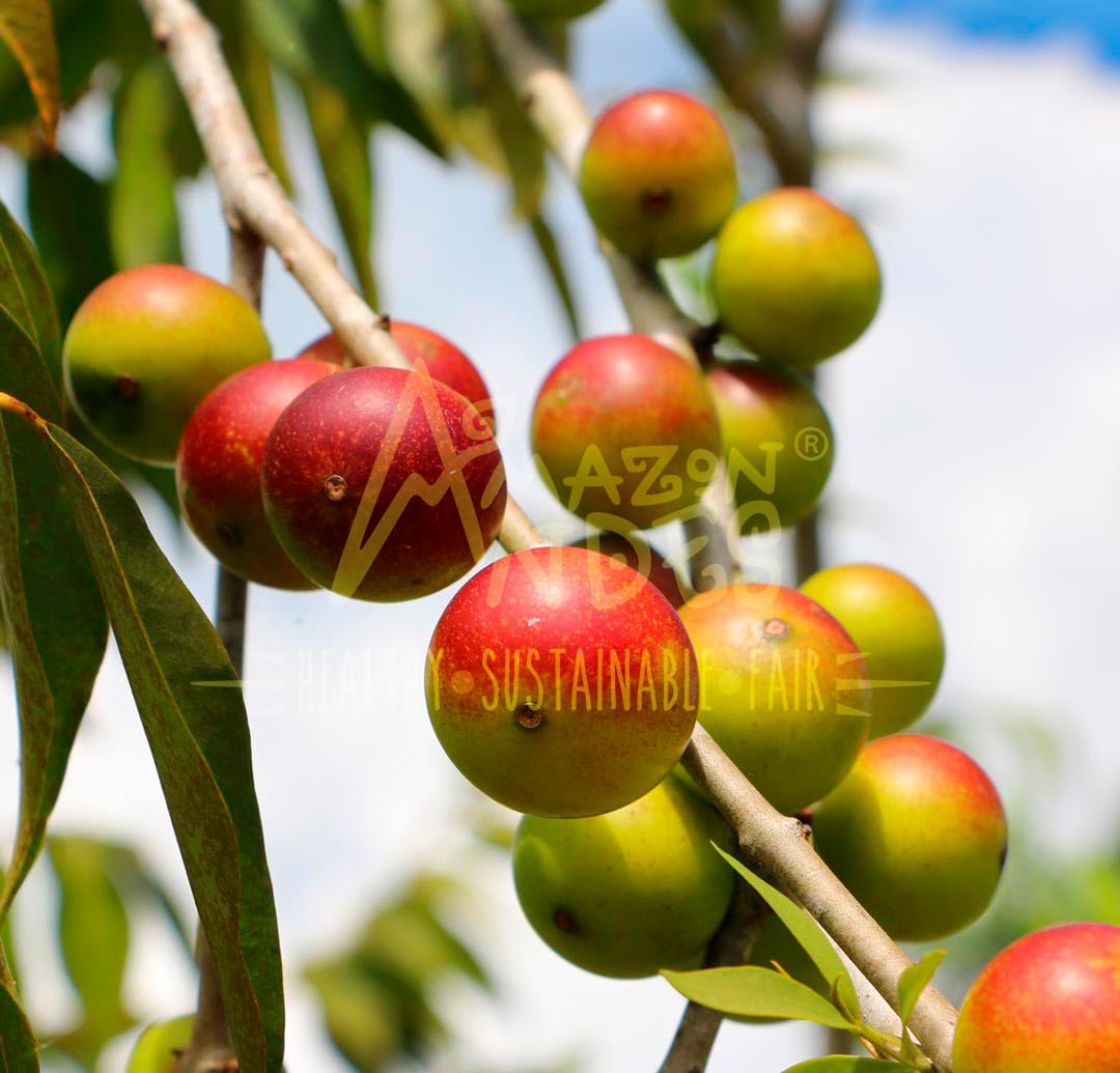 Camu Camu baies fraîches sur un fond naturel