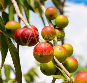 Camu Camu baies fraîches sur un fond naturel