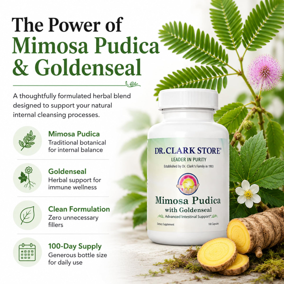 Capsule de Mimosa Pudica & Goldenseal sur une surface blanche