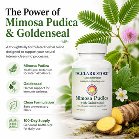Capsule de Mimosa Pudica & Goldenseal sur une surface blanche