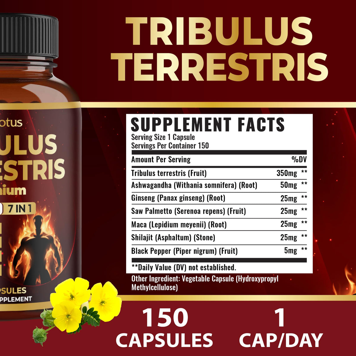 Capsule de Zolotus Tribulus Terrestris avec ingrédients naturels