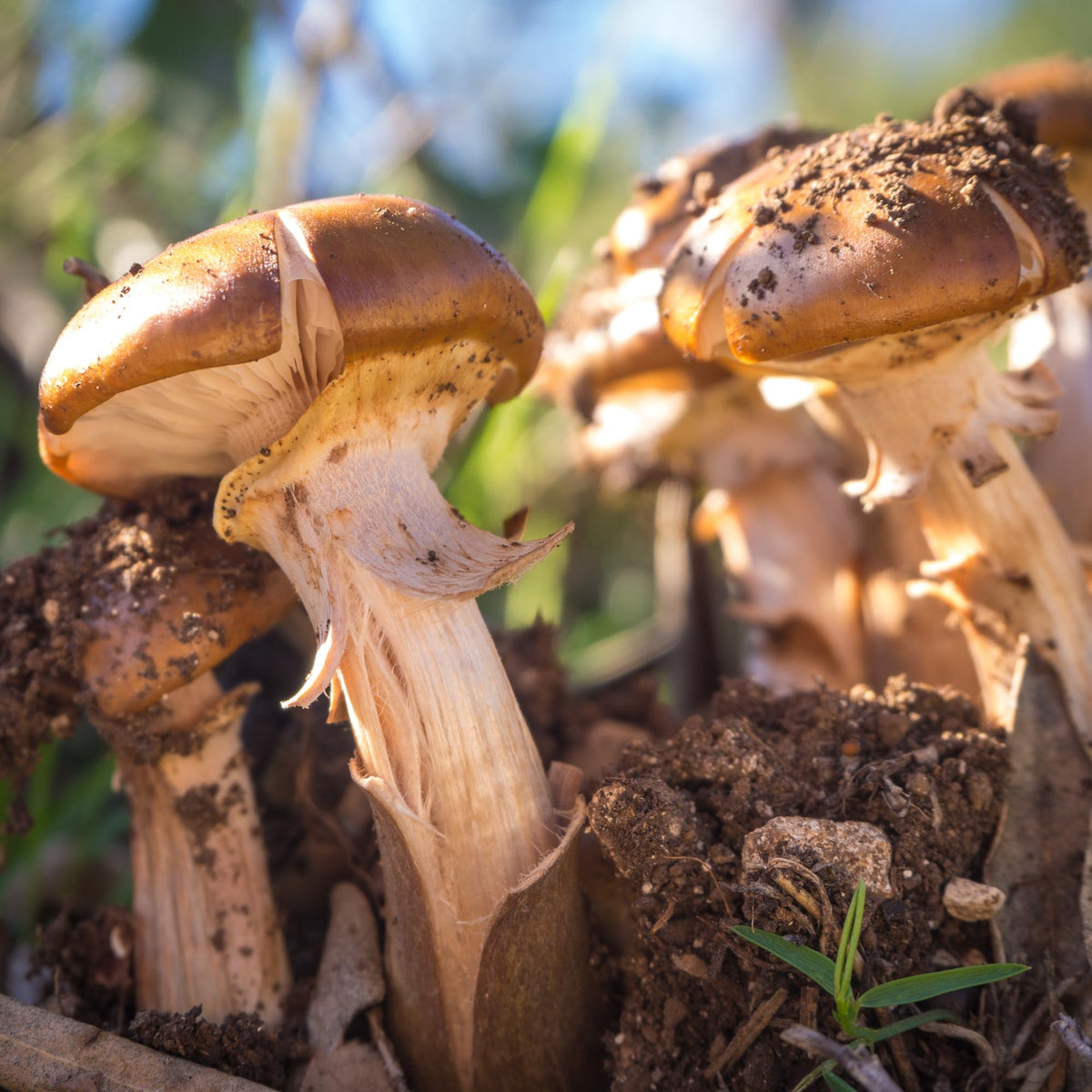 Capsules Agaricus Blazei avec des ingrédients naturels