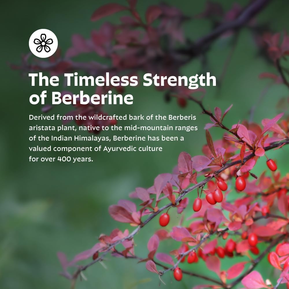 Capsules de Berbérine 500mg d'Earth's Splendor, sur un fond neutre