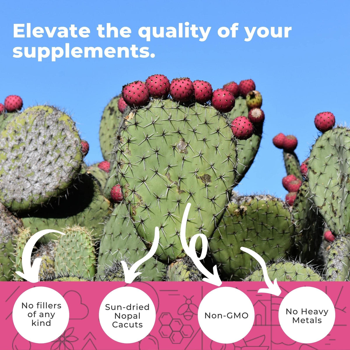 Capsules de cactus nopal Eleva Nutrition sur un fond blanc
