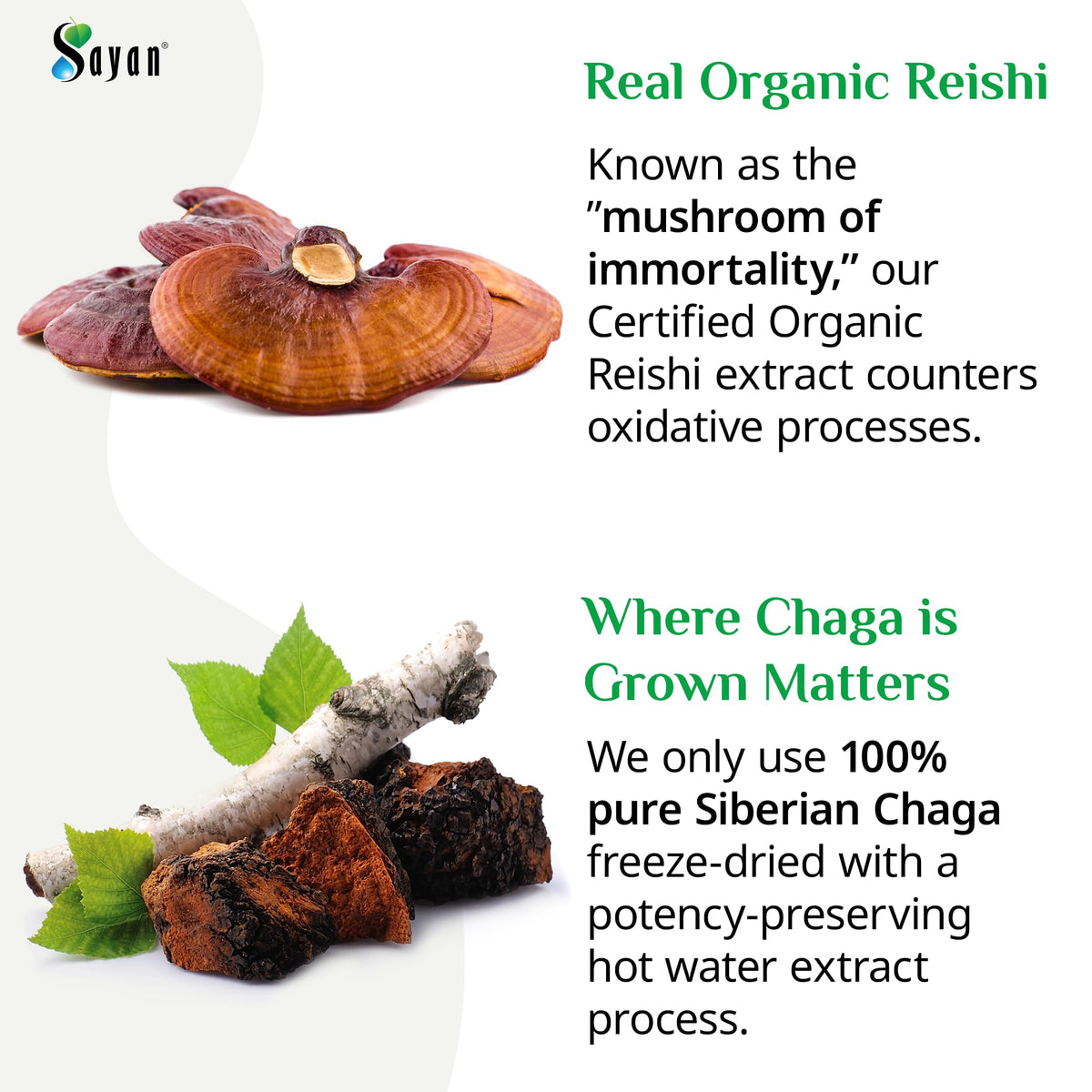 Capsules de Chaga et Reishi Sayan sur une surface en bois