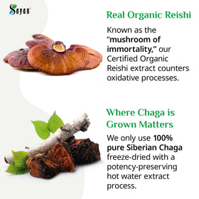 Capsules de Chaga et Reishi Sayan sur une surface en bois