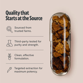 Capsules de Chaga FreshCap dans une cuillère en bois